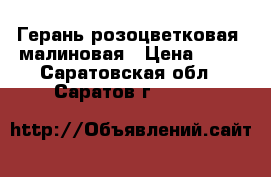 Герань розоцветковая  малиновая › Цена ­ 80 - Саратовская обл., Саратов г.  »    